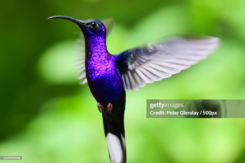 Violet Sabrewing