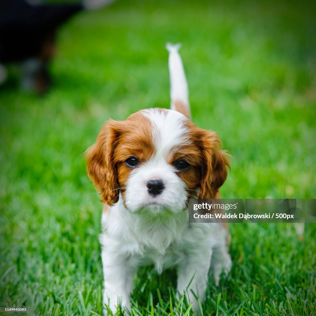 Cavalier King Charles Spaniel Puppy In Garden
