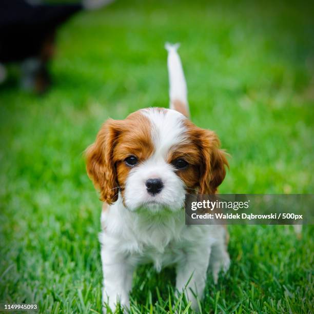 cavalier king charles spaniel puppy in garden - cavalier stock-fotos und bilder
