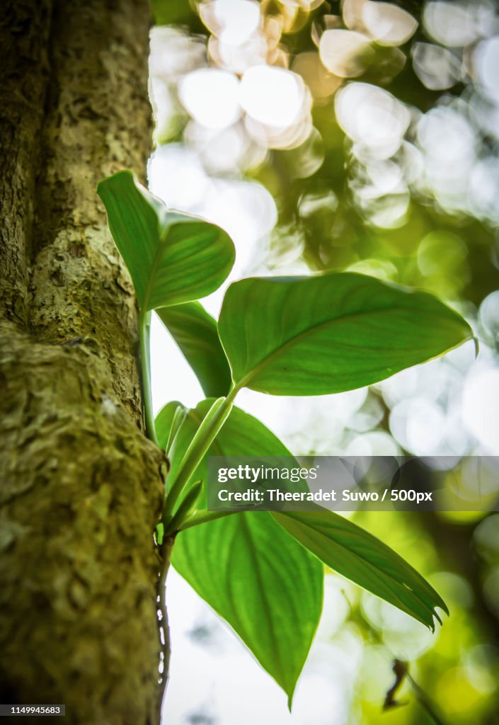 Close up of leaves on tree