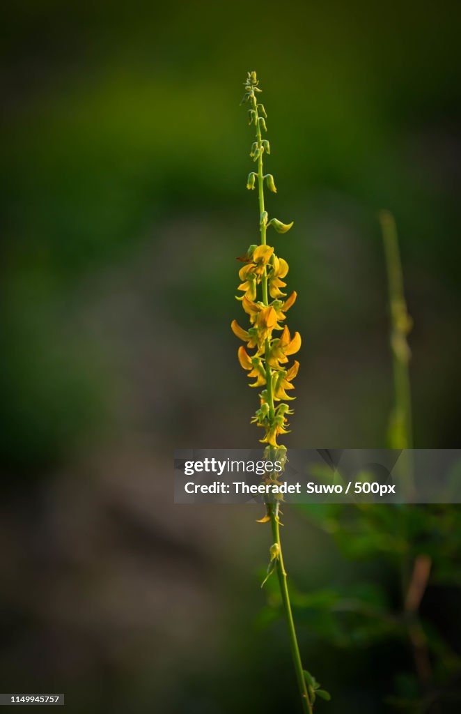 Close-up of flower