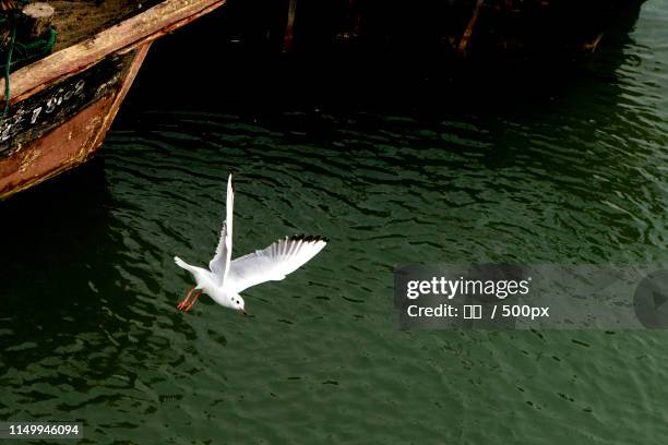 white seagull flying above water - 留白 stock pictures, royalty-free photos & images