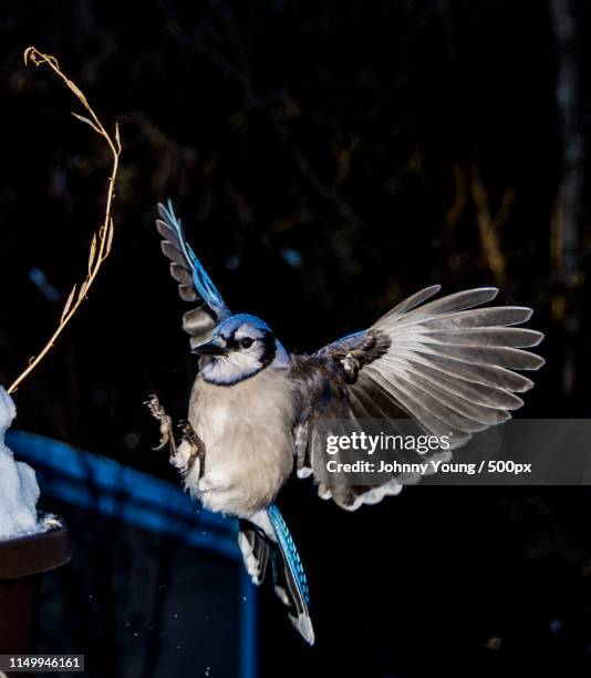 blue jays - oshawa 個照片及圖片檔