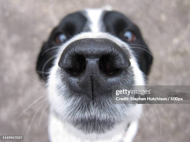 mountain - dog nose stock pictures, royalty-free photos & images