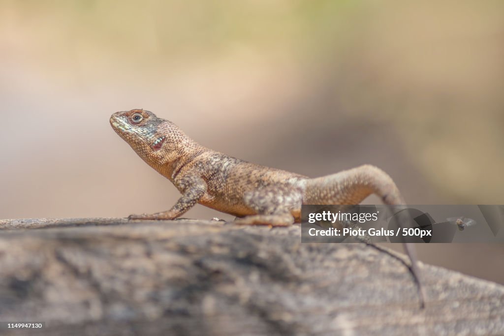 Close-up of lizard