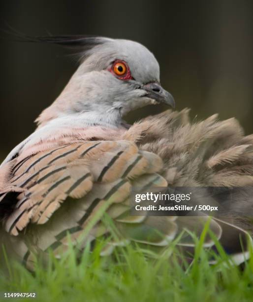 portrait of crested pigeon (ocyphaps lophotes) sitting in grass - ocyphaps lophotes stock pictures, royalty-free photos & images