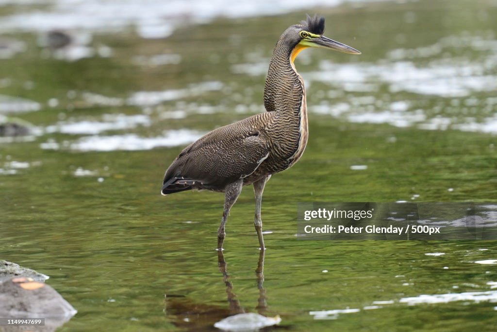 Fasciated Tiger Heron