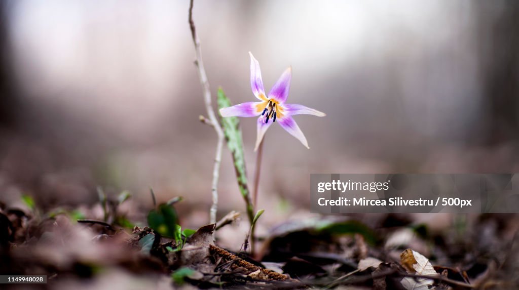 Lone purple wildflower in bloom