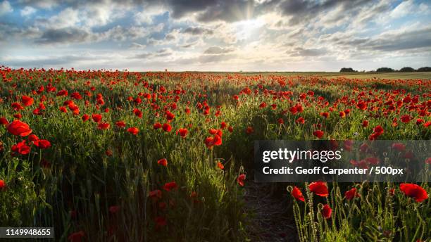 poppy sunset - geoff carpenter stock pictures, royalty-free photos & images