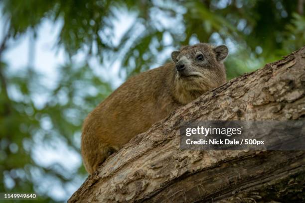 hyrax standing on tree trunk - tree hyrax stock pictures, royalty-free photos & images