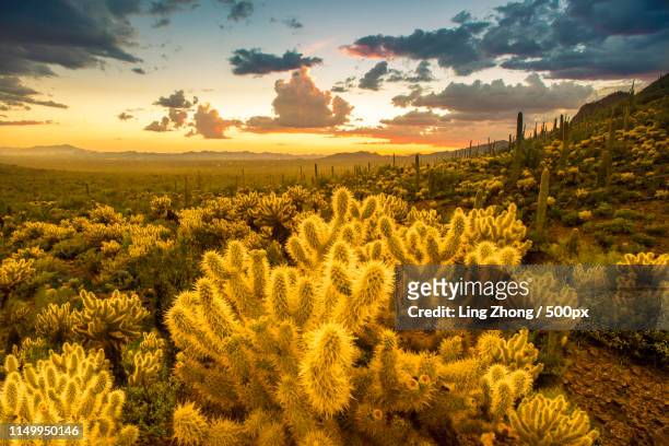 fading glow - cactus stock-fotos und bilder
