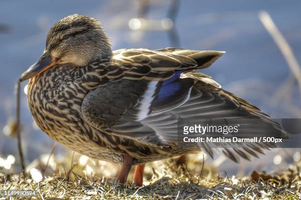 mallard duck - darmell bildbanksfoton och bilder
