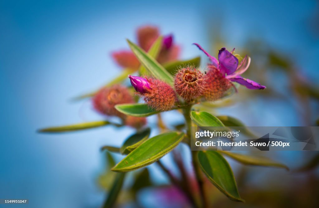 Close-up of developing flowers