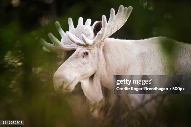 portrait of albino moose (alces alces) - albino animals ストックフォトと画像