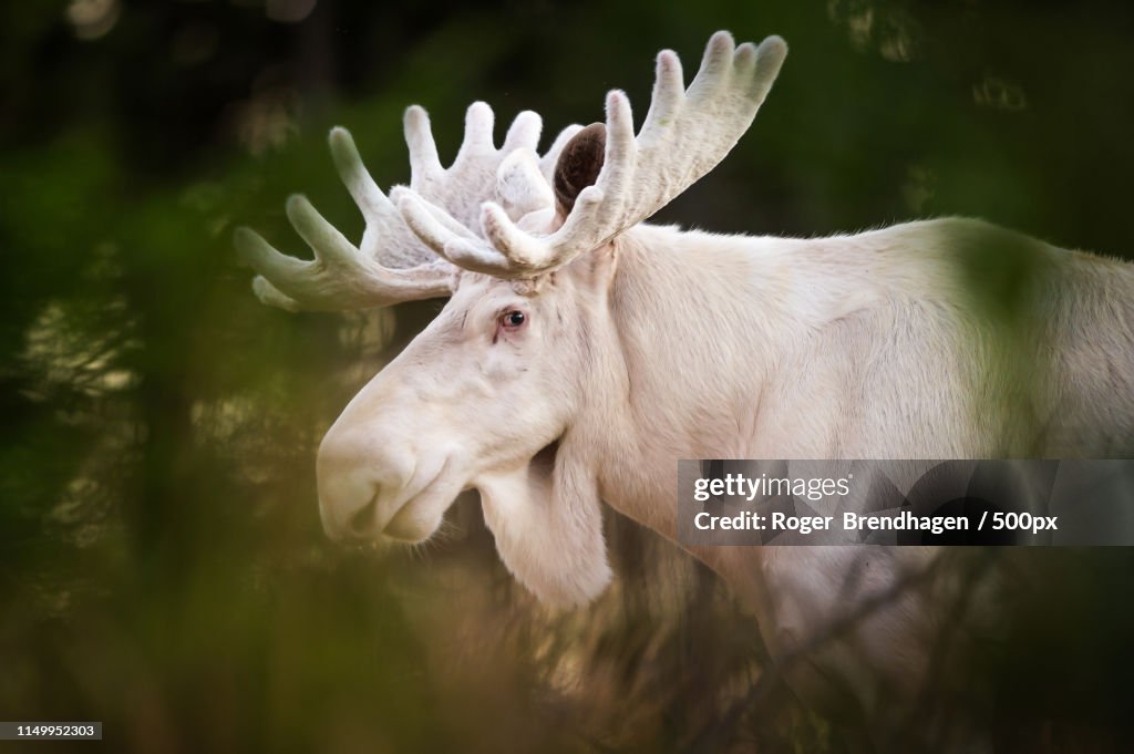 Moos Basildon Albino Moose