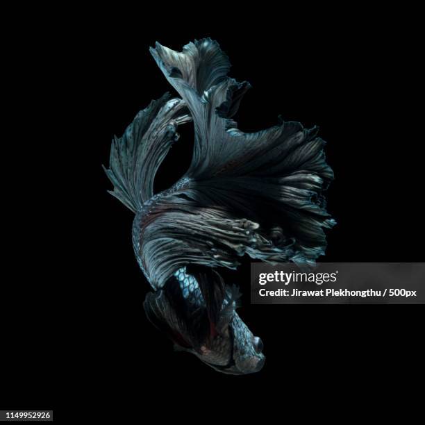 Magic Fish Photos and Premium High Res Pictures - Getty Images