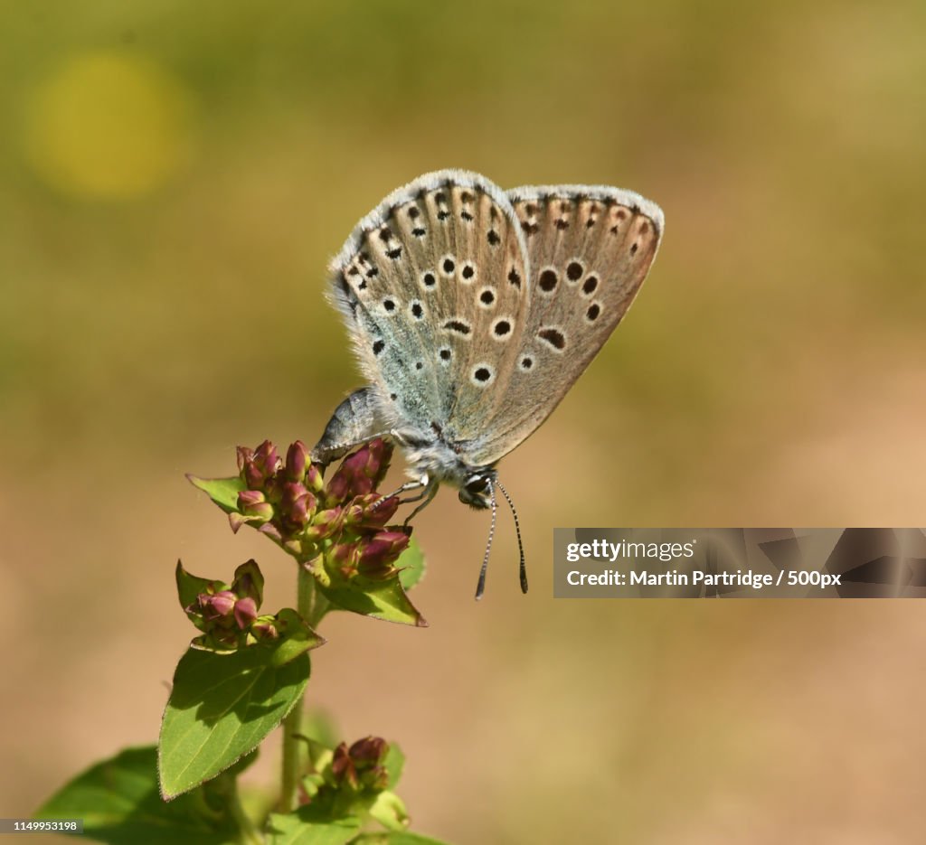 Large Blue (Phengaris Arion)
