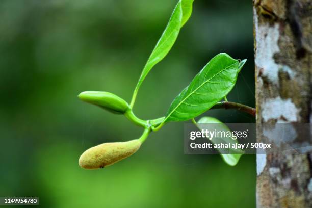 Ashal Raza 15 Ashal Stock Photos, High-Res Pictures, and Images - Getty Images