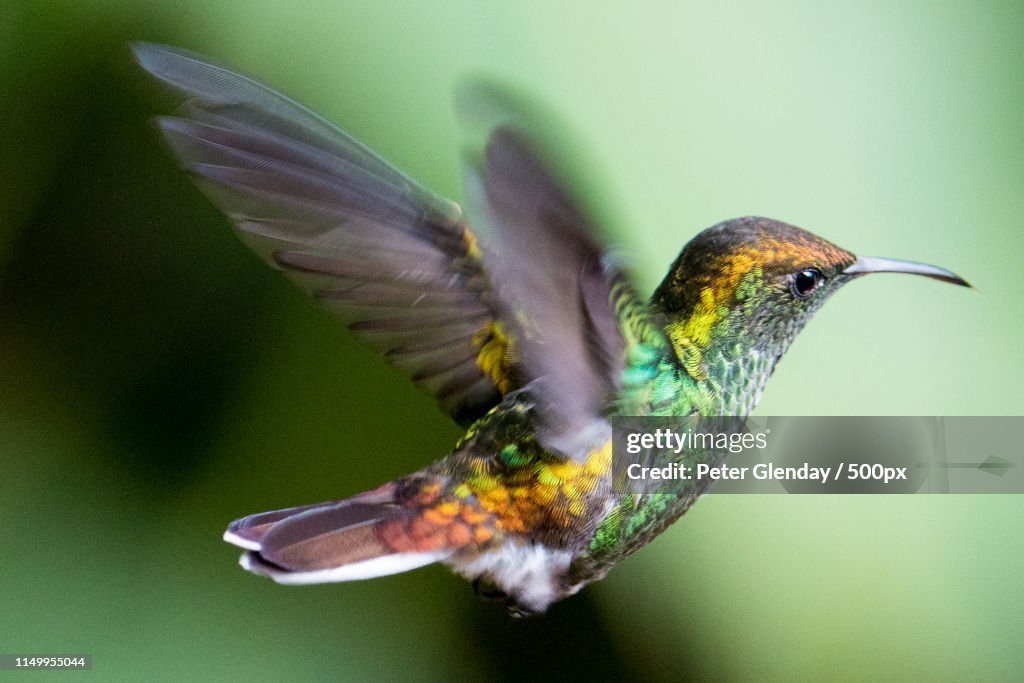 Coppery Headed Emerald Hummingbird