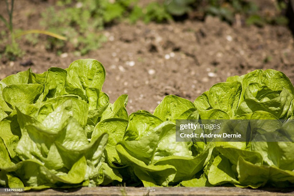 Lettuce