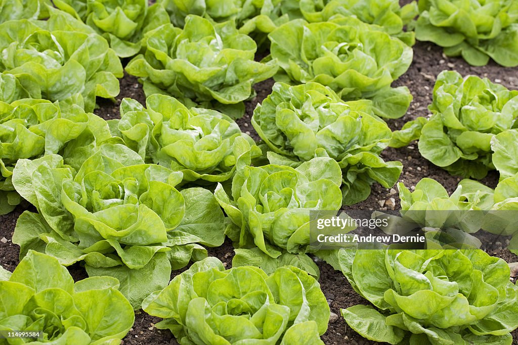 Lettuce