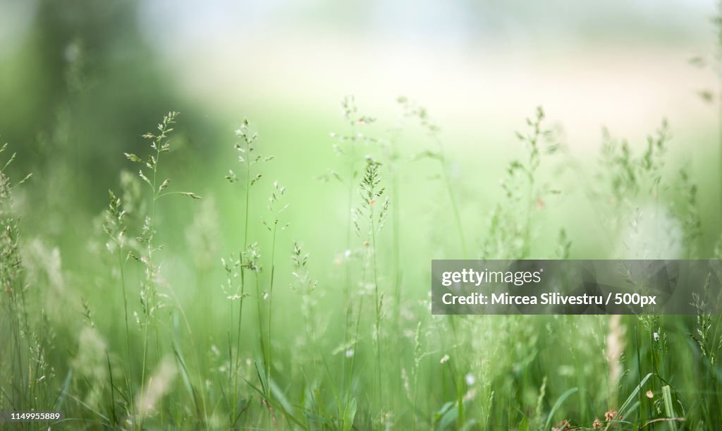 Close up of grass