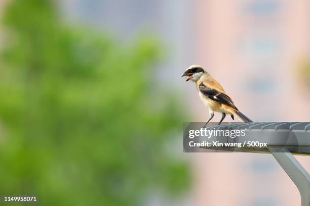 portrait of long-tailed shrike (lanius schach) - lanius schach stock pictures, royalty-free photos & images