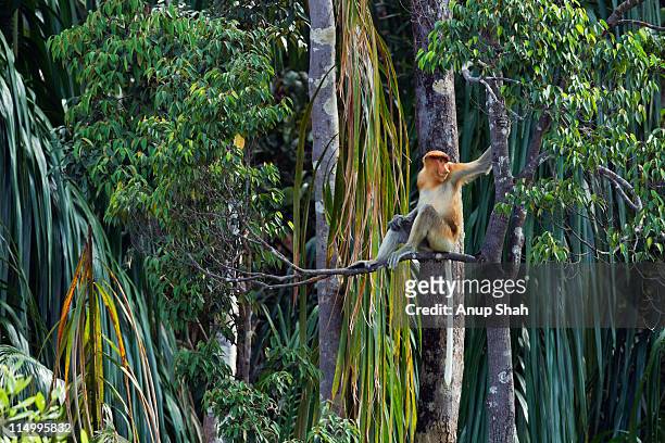 proboscis monkey sitting amongst trees - proboscis monkey stock pictures, royalty-free photos & images