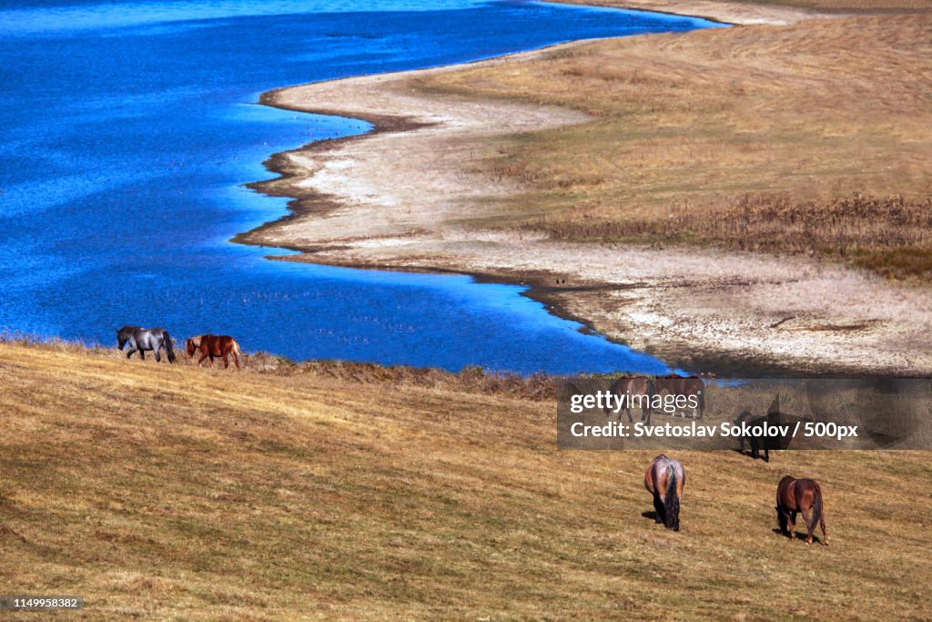 The Landscape Of Beautiful Mountain Lake With The Horse In The Altai Mountains On Background, In