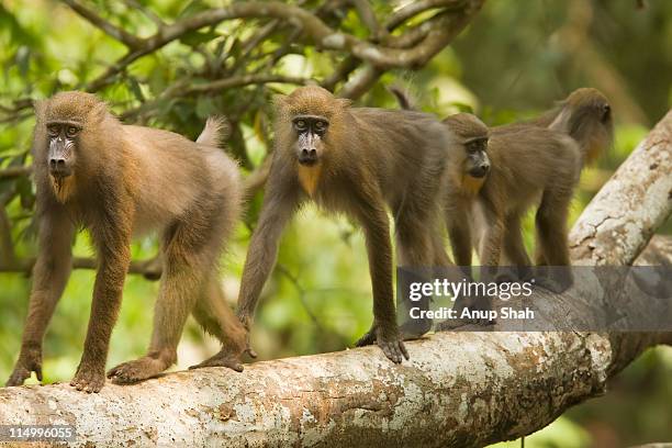 mandrill horde walking along tree branch - mandrill stockfoto's en -beelden