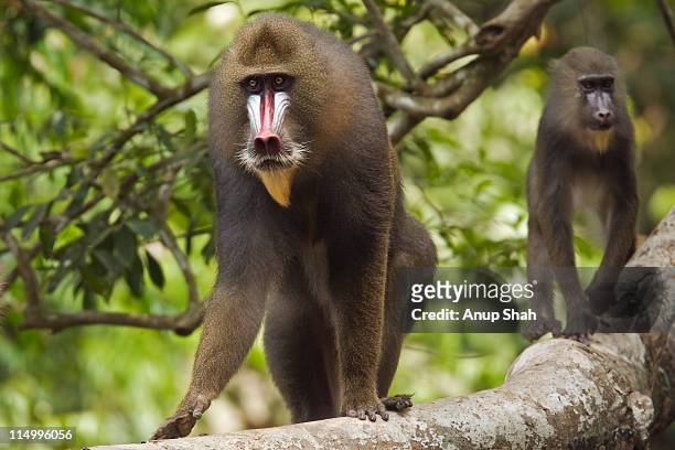 maure male mandrill with horde on a tree branch - gabon photos et images de collection