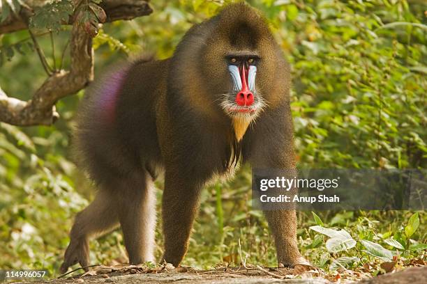 mature male mandrill walking in gallery forest - male baboon stock pictures, royalty-free photos & images