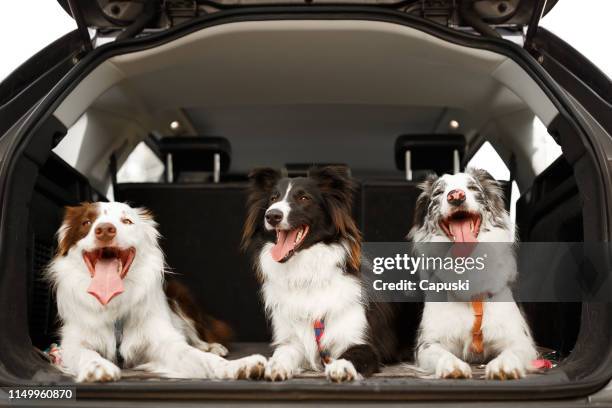 drei hunde bereit, im kofferraum des autos zu reisen - drei tiere stock-fotos und bilder