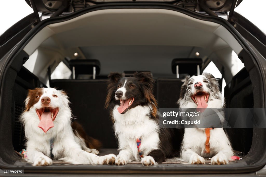 車のトランクで旅行する準備ができて3匹の犬