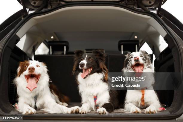 drie honden klaar om te reizen in de kofferbak van de auto - drie dieren stockfoto's en -beelden