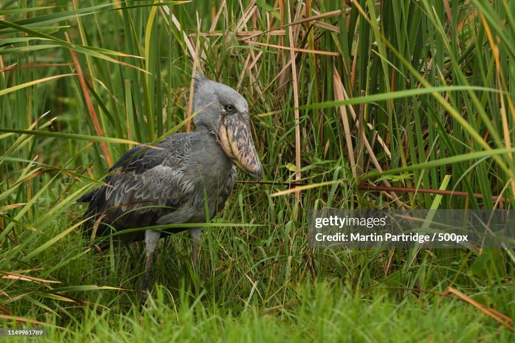 Shoebill Stork (Balaeniceps Rex)