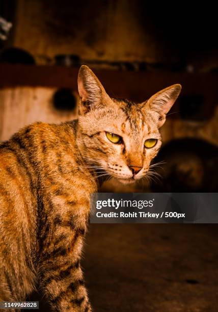 Spinx Treecat 28 Sphinx Cat Hairy Stock Photos, High-Res Pictures, and Images - Getty ...