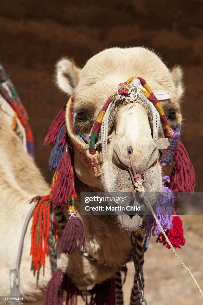 Decorated camel in Petra