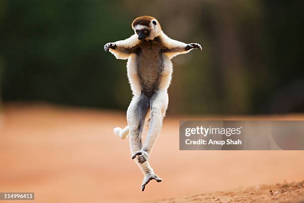 verreaux's sifaka hopping across open ground - lemur stock-fotos und bilder