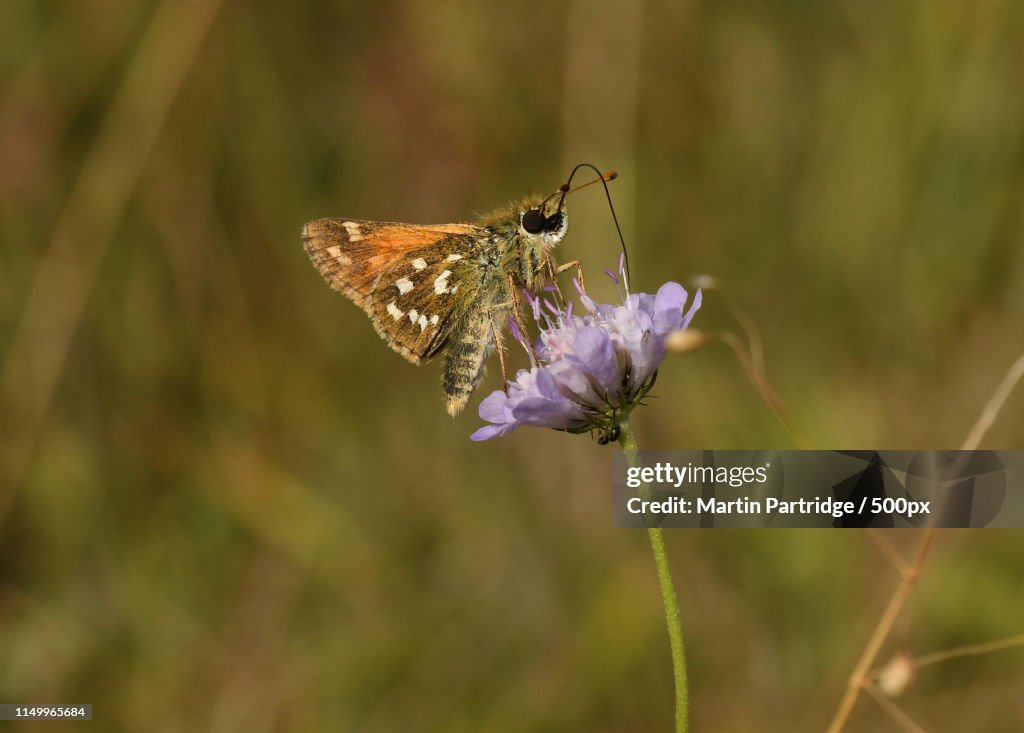 Silver-Spotted Skipper (Hesperia Comma)