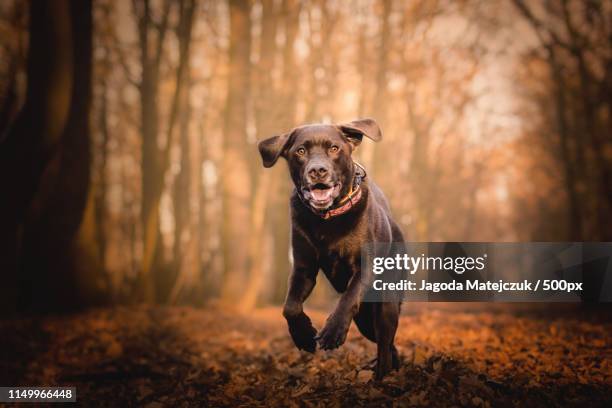 happy dog - retriever jump stock pictures, royalty-free photos & images