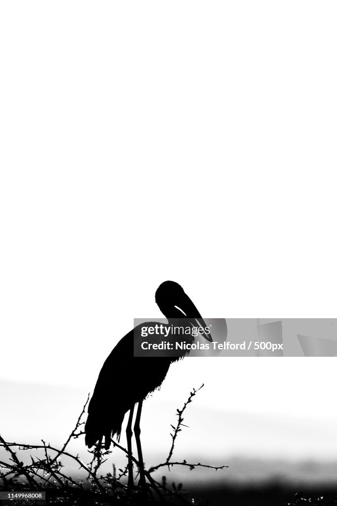 Open Billed Stork B&W