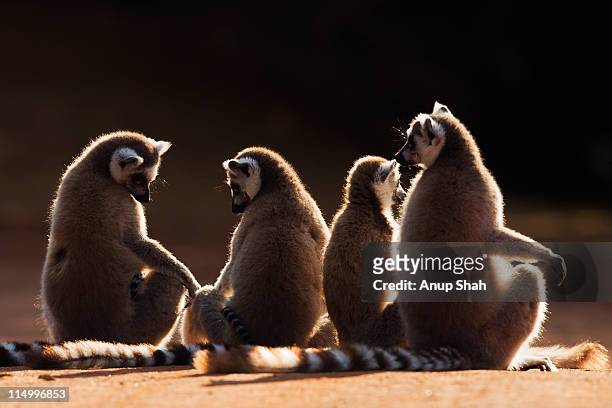 ring-tailed lemur female group sunning - rear view - lémur de cola anillada fotografías e imágenes de stock
