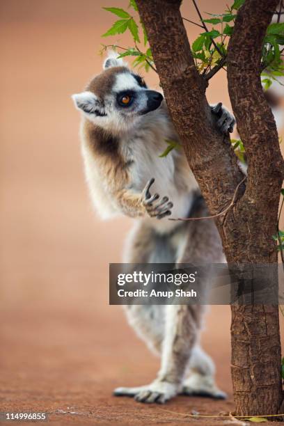 ring-tailed lemur smelling small bush - lemur stockfoto's en -beelden