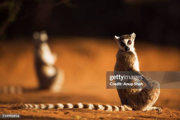 ring-tailed lemur sunning - lémur de cola anillada fotografías e imágenes de stock