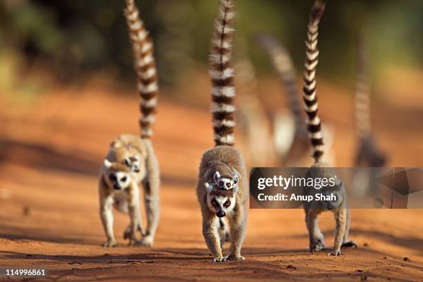 ring-tailed lemur troop on the move - madagascar stock-fotos und bilder