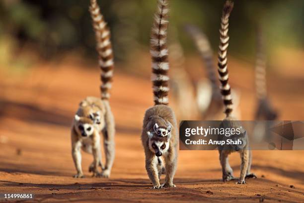 ring-tailed lemur troop on the move - madagáscar imagens e fotografias de stock