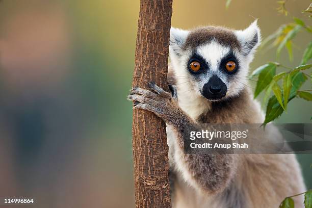 ring-tailed lemur portrait - lemur stockfoto's en -beelden