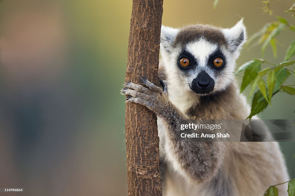 Ring-tailed Lemur portrait