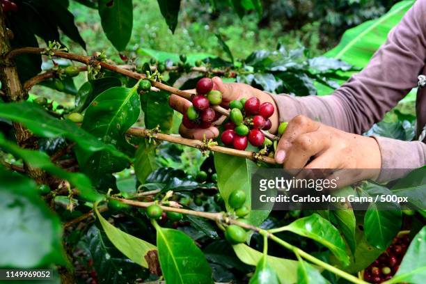 peru - plantation de café stockfoto's en -beelden